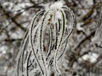 Jahreszeiten: Winter (12 Bilder)