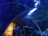 SeaLife & AquaDom (54 Bilder)