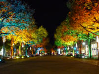 Festival of Lights 2009 (43 Bilder)