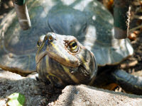 BVG-Kinderparty im Tierpark Berlin am 14.9.2013 (40 Bilder)